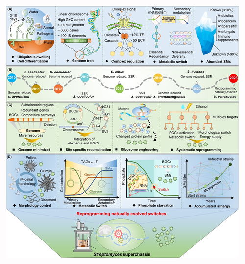 微生物所王為善研究團隊鏈霉菌底盤開發進展綜述