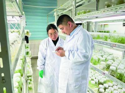 一粒小薯種的澎湃生命力——解碼“青薯9號(hào)”的“進(jìn)階之路”