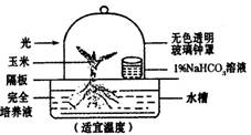 基于玉米幼苗的光合作用實(shí)驗(yàn) 驗(yàn)證二氧化碳的關(guān)鍵作用及其農(nóng)業(yè)科研價(jià)值